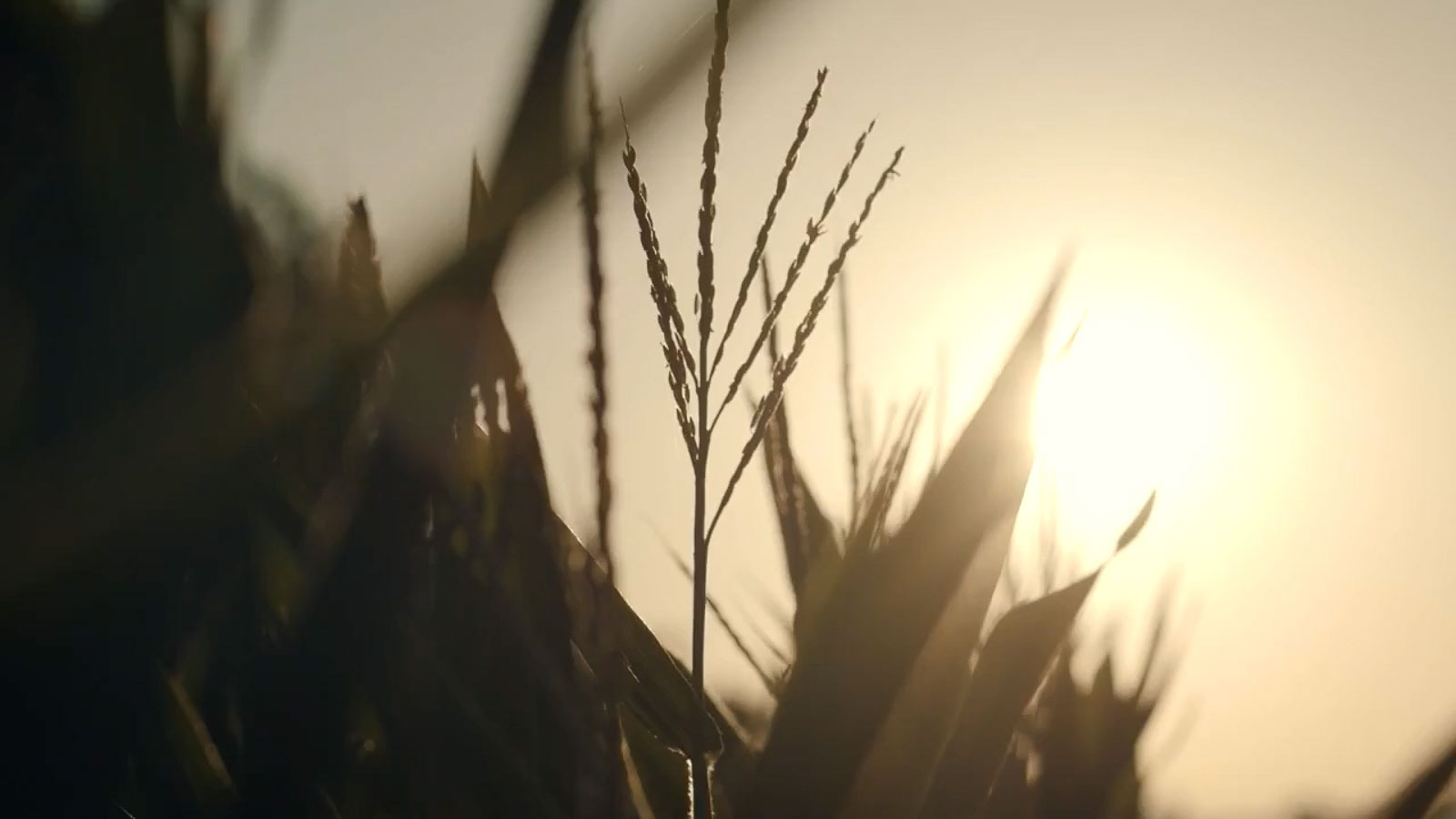 Still frame from Digital Craftsmen Series: Fullness Farm