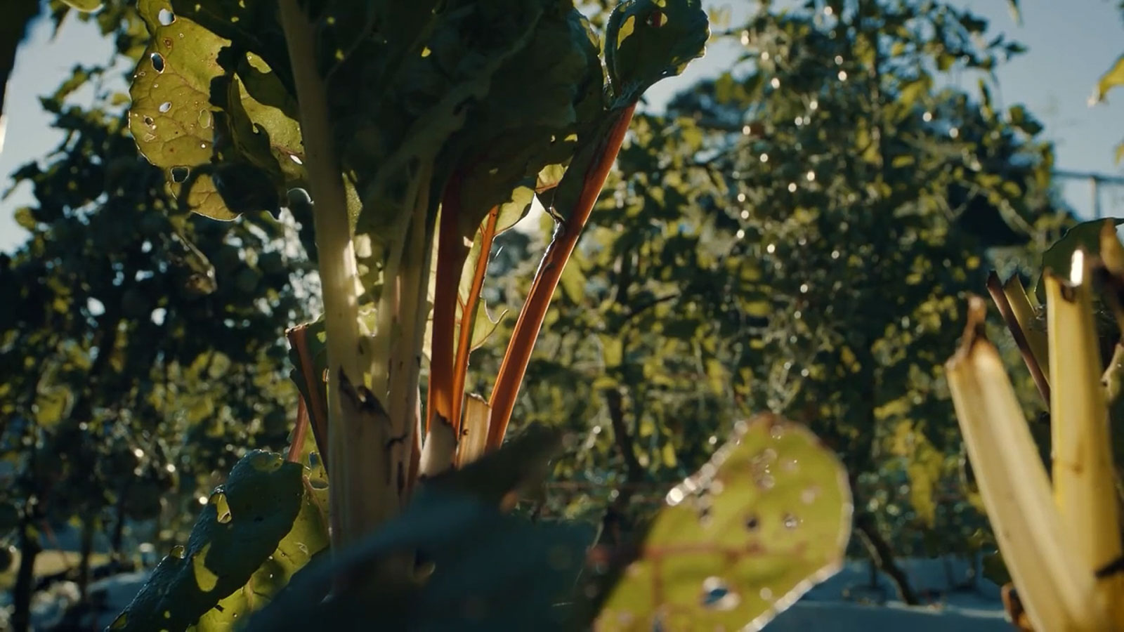 Still frame from Digital Craftsmen Series: Fullness Farm